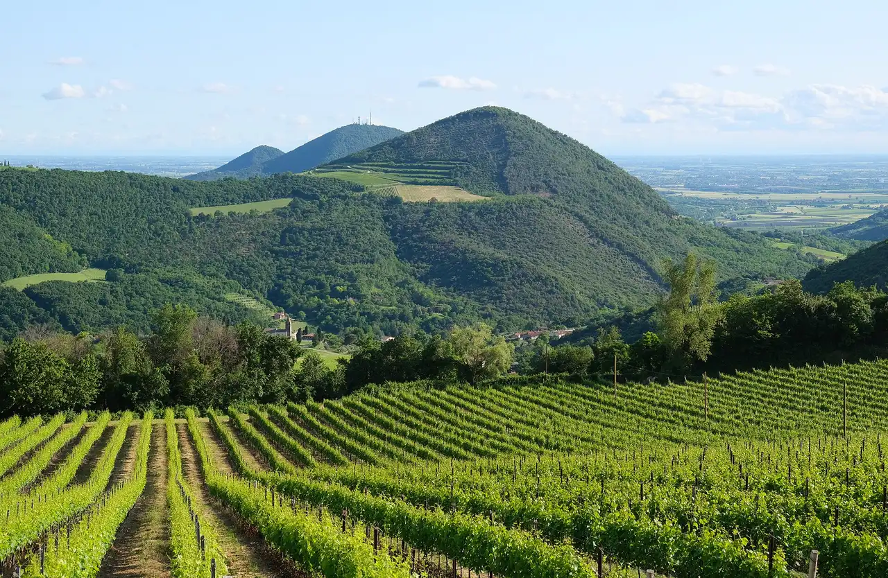 Vineyard lanes and cypress slopes below Arquà Petrarca in the colli euganei, the hills south of Padua